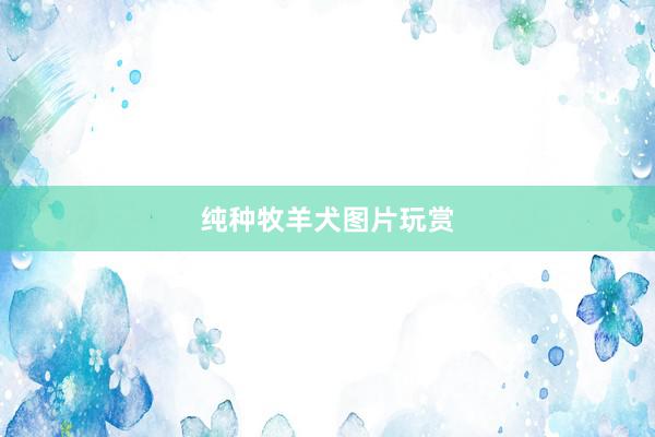 纯种牧羊犬图片玩赏